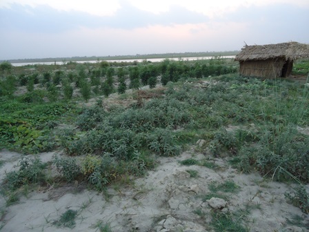 Photo: Farming in Sand deposited Soil after flooding in Koshi region. In the year 2008, the river changed course and flooded areas which had not been flooded in many decades. More than 1000 ha of cultivable land in the affected region were transformed into virtual desert due to sand deposition.