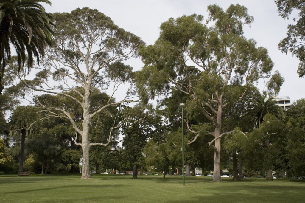 Forested park in Melbourne. Photo copyright: D. Kendal