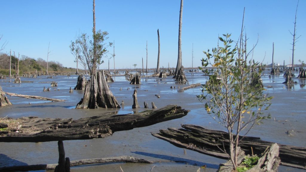 Regime shift in New Orleans’ coastal forest. A salt-tolerant shrub grows in the dead stump of a freshwater cypress tree. Photo copyright: J. Lewis