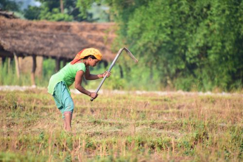 Woman working in Field, Bardiya