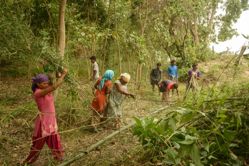 Women participants in Mercy Corps' M-RED program harvesting bamboo to use in biodyke construction for flood protection